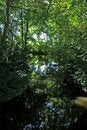 Free Shady Stream Royalty Free Stock Photography - 1415637