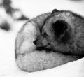 Free Arctic Fox Stock Photo - 14146310