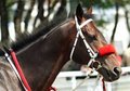 Free Horse. Royalty Free Stock Photo - 14155045