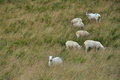 Free English Countryside Landscape: Sheep In Grass Stock Photo - 14179210