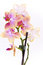 Free Orchid Royalty Free Stock Image - 14170536