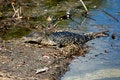 Free Gator Stock Images - 1423804