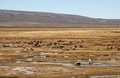 Free Alpacas Pastoral In The Peru Royalty Free Stock Photography - 1424317