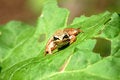 Free Watchful Frog Royalty Free Stock Photo - 1426495