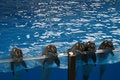 Free Dolphins Greeting The Public Royalty Free Stock Images - 1427159