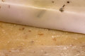 Free Soap. Lavender And Peeling Royalty Free Stock Image - 1429796