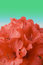 Free Rododendron Bunch With Clipping Path Royalty Free Stock Photo - 1420765