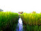 Free Rice Farm 5 Stock Image - 1429301