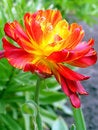 Free Red-yellow Multipetal Tulip Stock Images - 14243144