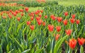 Free Red Tulips Royalty Free Stock Photography - 14290547