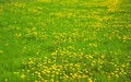 Free Green Grass Field Royalty Free Stock Image - 14291946