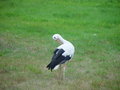 Free Stork Royalty Free Stock Images - 1433989