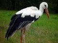 Free Stork Stock Photography - 1434072