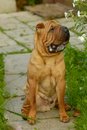Free Brown Dog Sharpei Stock Image - 1435421