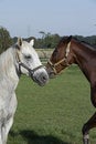 Free Horses 05 Royalty Free Stock Photography - 1438467