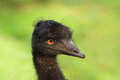 Free Emu Royalty Free Stock Photos - 1439198
