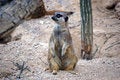 Free Meerkat Stock Images - 1439484