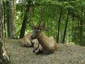 Free Couple Of Deers On Rest Royalty Free Stock Images - 1439779