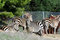 Free Zebras In A Park Stock Image - 1432111