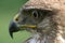 Free Portrait Of Bird 1 Stock Photography - 1434762