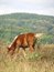 Free Wild Horse Royalty Free Stock Photo - 1437925