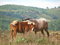 Free Wild Horses Stock Image - 1437931