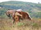 Free Wild Horses Stock Photos - 1437943