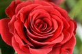 Free Single Red Rose Royalty Free Stock Photos - 14370688