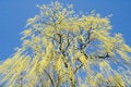 Free Spring Willow Royalty Free Stock Image - 1440306