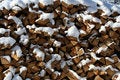 Free Pile Of Chopped Logs Stock Photo - 1444170