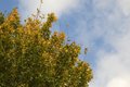 Free Autumn Tree And Blue Cloudy Sky Royalty Free Stock Images - 1446309