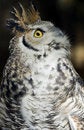 Free Great Horned Owl (Bubo Virginianus) Looks Up Stock Image - 1446331