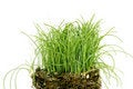 Free Fresh Grain Royalty Free Stock Photo - 1446655