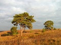Free Autumn Morning. Royalty Free Stock Images - 1448469