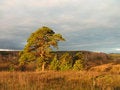 Free Autumn Morning. Royalty Free Stock Image - 1448566
