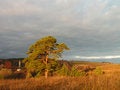 Free Autumn Morning. Royalty Free Stock Photos - 1448588