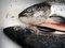 Free Fishes Stock Photo - 1444300
