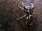Free Jumping Spider Royalty Free Stock Photography - 1446397