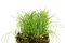 Free Fresh Grain Royalty Free Stock Photo - 1446655