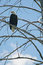 Free Bald Eagle Up On Ladder Stock Photos - 1446683