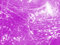 Free Purple Spider Web Stock Photo - 1447500