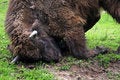Free Big Buffalo Playing On The Ground Stock Images - 14438394