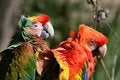 Free Parrots In Love Royalty Free Stock Image - 1451316