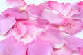 Free Pink Petals Stock Photos - 1451413