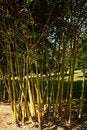 Free Cool Bamboo Royalty Free Stock Photography - 1451437