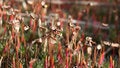 Free Exotic Grass Stock Images - 1453254