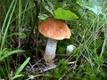 Free The Orange-cap Boletus Royalty Free Stock Images - 1454999