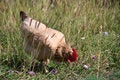 Free Cock Royalty Free Stock Images - 1459989