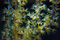 Free Coral Reef Stock Photo - 1451710