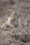 Free Prairie Dog Stock Photo - 1453000
